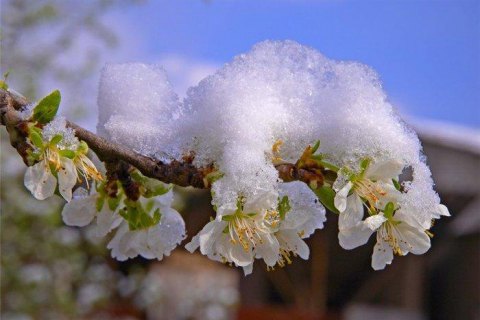 Гідрометцентр попередив про cильні заморозки в Україні