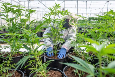 У Раді зареєстрували законопроєкт про легалізацію медичного канабісу