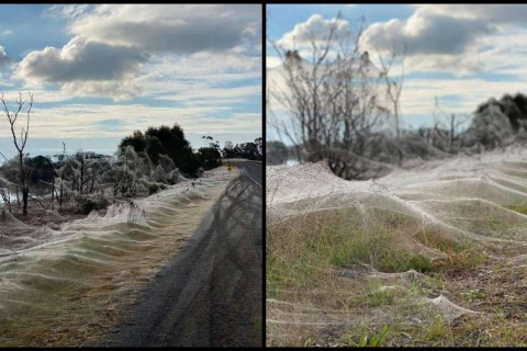 В Австралії після повені павуки утворили величезний кокон, щоб піднятися вище від землі