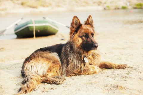 У Німеччині за 2020 рік зібрали рекордні 380 млн євро податків на собак