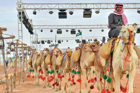 У Саудівській Аравії десятки верблюдів дискваліфікували з конкурсу краси за інʼєкції ботоксу та філери