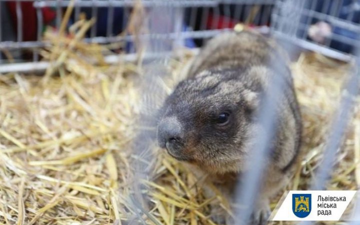 Харківський бабак Тимко опинився під окупацією Росії