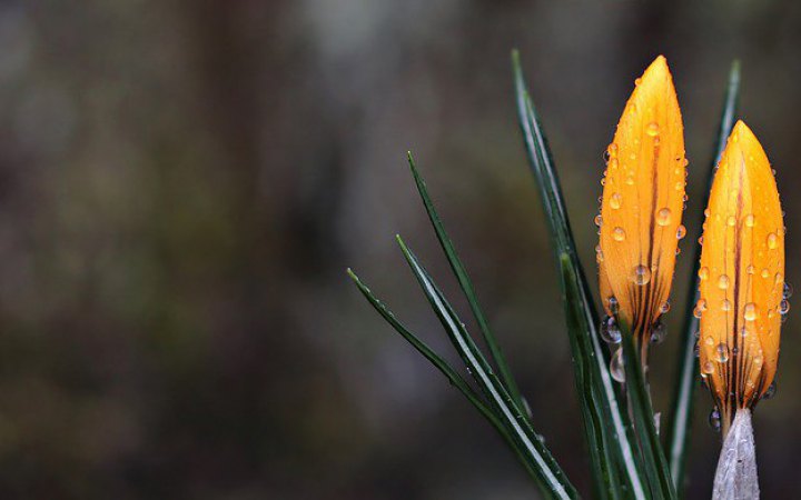 Цьогорічна весна в Києві була холодною і сухою