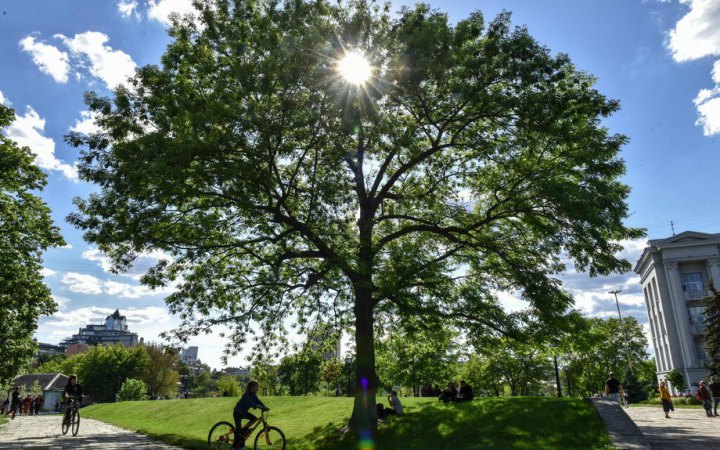 З початку року у Києві висадили 4 750 дерев, - КМДА