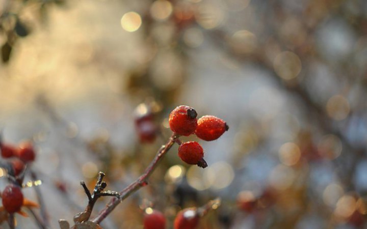 Сьогодні в Україні вдень буде до -5, без опадів