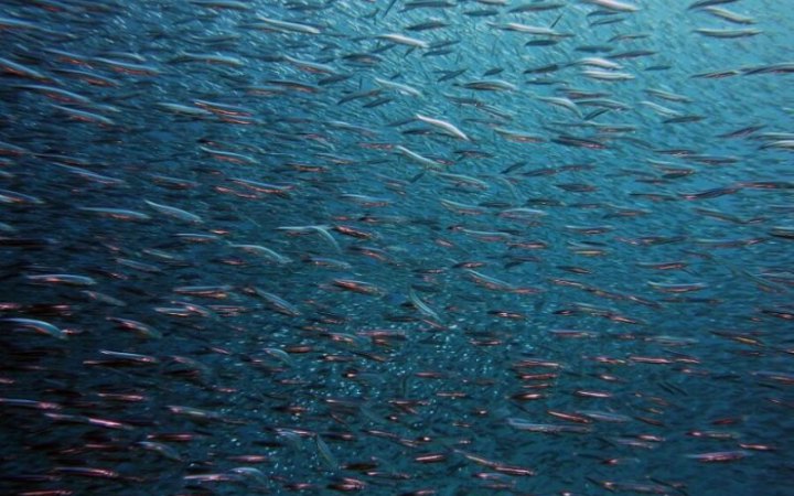 В Україні запрацює електронна система “Є-риба”