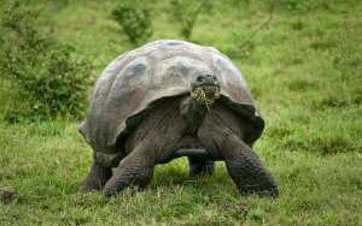 ​В Одесі чоловік украв у сусідки черепаху і з’їв