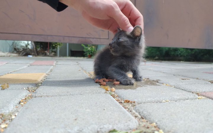 ​Петиція до Кабміну щодо створення зоополіції набрала необхідні для розгляду 25 тисяч голосів