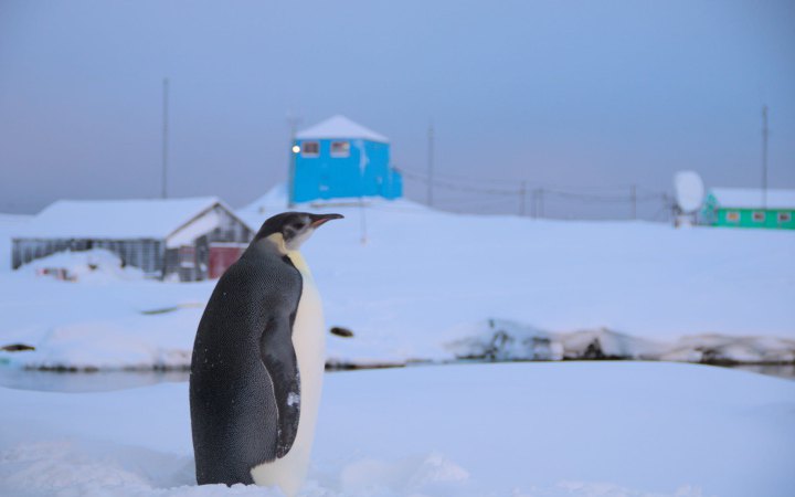 Вперше за декілька років до української станції “Вернадський” завітав імператорський пінгвін