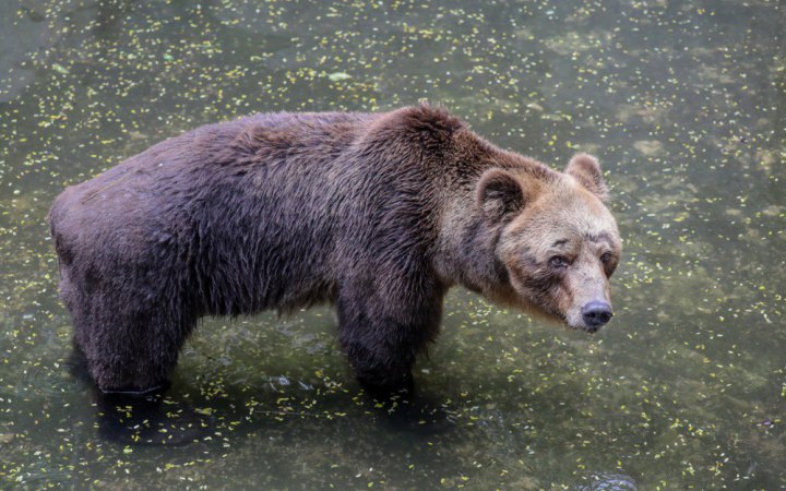 Словацький уряд вирішив знищити чверть популяції ведмедів в країні