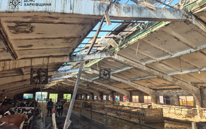 На Харківщині унаслідок дронової атаки загинули понад 20 корів, ще 30 тварин – поранені